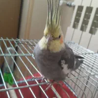 پرنده نر و ماده شاه کاکولی عروس هلندی
