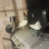 کفتر تزیینی|پرنده|قم, نخودی|دیوار