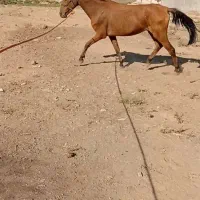 اسب اخته