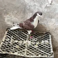 ساده هفترنگ