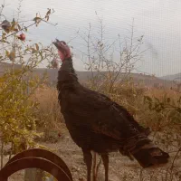 بوقلمون تخمگذار