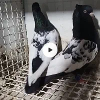 کفتر سینه سیاه