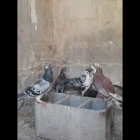 کفترپلاکی|پرنده|شیراز, بازار|دیوار