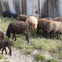 10 راس میش زایده وابستن