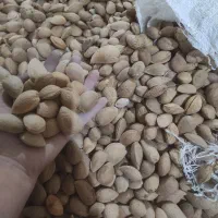 بادام محلی امسال بشرط بدون خراب دوقلوهم داره
