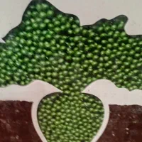 بذر چغندر|خدمات باغبانی و درختکاری|کنگاور, |دیوار