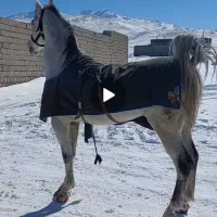 اسب کردو عرب|اسب و تجهیزات اسب‌سواری|مشگین شهر, |دیوار