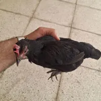 مرغ و خروس مینیاتوری