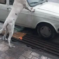 سگ سرابی واگذاری فوری فوری|سگ|اسلام‌شهر, مظفریه|دیوار