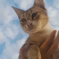 ۳ تا گربه خونگی و دستی واگذار میشود|گربه|گنبد کاووس, |دیوار