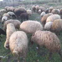 ۳۹ راس گوسفند و بره