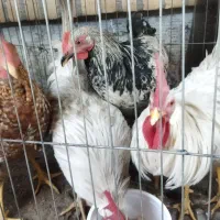 خروس جوان|حیوانات مزرعه|مشهد, شهرک صنعتی توس|دیوار