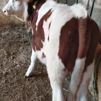 گوساله نر سیمیتال|حیوانات مزرعه|بکتاش, |دیوار