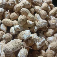 بادوام زمینی تازه