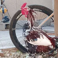 خروس لاری اصل|حیوانات مزرعه|شیراز, فضلآباد|دیوار