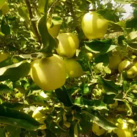 هرس انواع درختان میوه