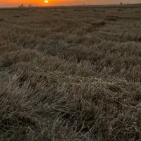 زمین کشاورزی فرودگاه گرگان|فروش دفتر صنعتی، کشاورزی، تجاری|آق قلا, |دیوار