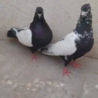 کبوتر