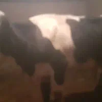 یک راس گاو ابستن شیری