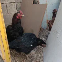 خروس و مرغ لاری