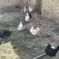 مرغ گلین|حیوانات مزرعه|چهاردولی, |دیوار