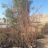 بادام