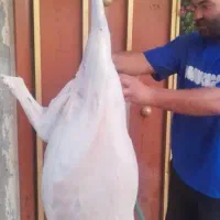 گوشت بز۵۰۰