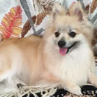 پامر روباهی