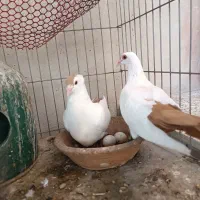 دوجفت دم زرد کرمونی اصیل عطیغه