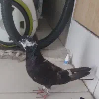 کبوتر گمشده