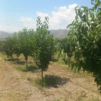 باغ قشلاق فیروررق