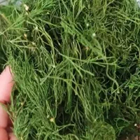 شوید پفکی درجه یک