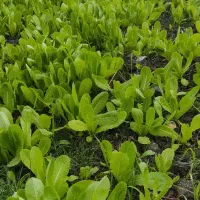 نشا کاهو (سرپیچ)|خدمات باغبانی و درختکاری|امامزاده عبدالله, |دیوار