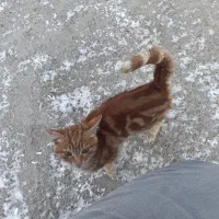 گربه بازیگوش|گربه|اردبیل, |دیوار