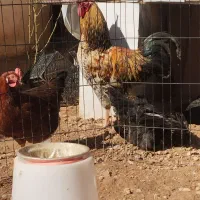 خروس محلی هفت رنگ و مرغ