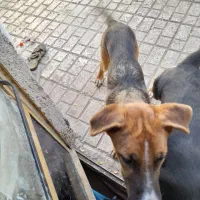 ژرمن|سگ|بیرجند, |دیوار