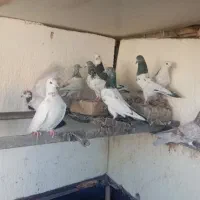 کبوتر پرشی|پرنده|هفدر, |دیوار