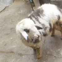 بره پلنگی درجه یک|حیوانات مزرعه|اندیمشک, |دیوار