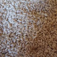 گندم دیم  پساکوه