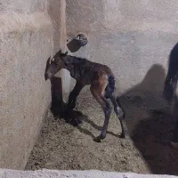 یکی الاغ(خر)باکره خرگمشده