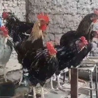 خروس 7ماهه