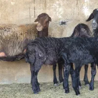 فروش ۱۲راس میش افشاری بره دار ۱۳راس بره پاشون هست