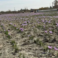 فراوری زعفران|خدمات باغبانی و درختکاری|اصفهان, احمدآباد|دیوار