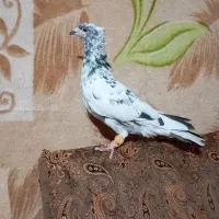 باسلام خدمت دوستان عزیز عشق باز سار سیاه نر