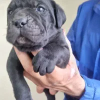 کنکورسو وارداتی