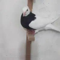 کبوتر