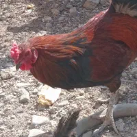 خرومحلی اصل جان بچم