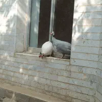 مرغ شاخ دار