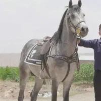 انواع مواد معدنی و ویتامینه اسب