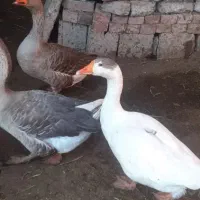 یک جفت غوغاز.با یک غاز نر